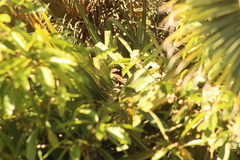 Cranioleuca pyrrhophia