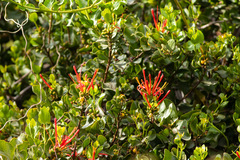 Tristerix corymbosus