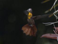 Chrysolampis mosquitus
