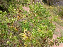 Baccharis vernalis