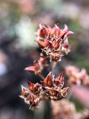 Micranthes occidentalis