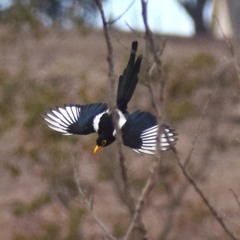 Pica nuttalli
