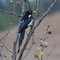 Pica nuttalli