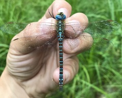 Aeshna affinis