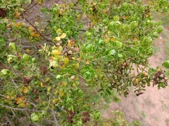 Baccharis vernalis