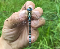 Aeshna affinis