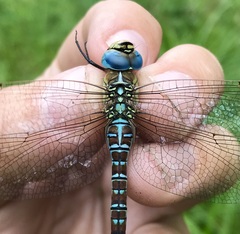 Aeshna affinis