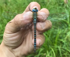 Aeshna affinis