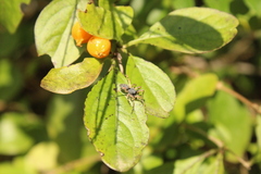 Trachelopachys