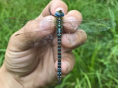 Aeshna affinis
