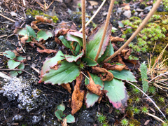 Micranthes occidentalis