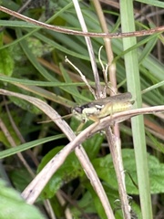 Paroxya atlantica