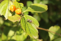 Trachelopachys