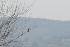 Lanius senator badius