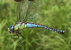 Aeshna affinis