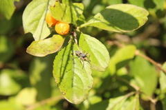 Trachelopachys
