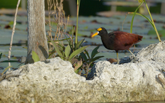Jacana spinosa