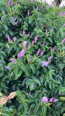 Cryptostegia