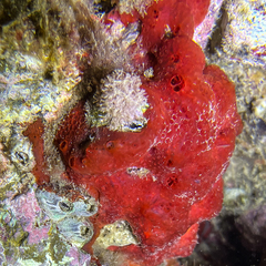 Phorbas fictitius
