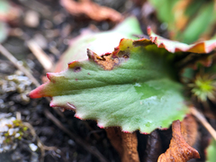 Micranthes occidentalis
