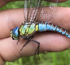 Aeshna affinis