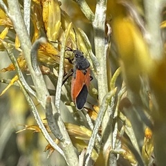 Melanopleurus belfragei