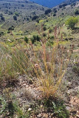 Bothriochloa ischaemum