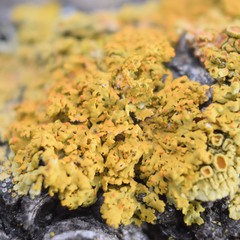 Xanthomendoza hasseana