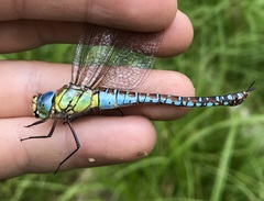 Aeshna affinis