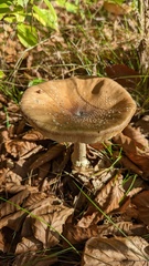 Amanita pantherina