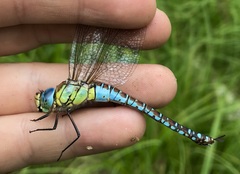Aeshna affinis