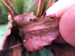 Micranthes occidentalis