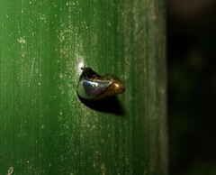 Nymphalidae