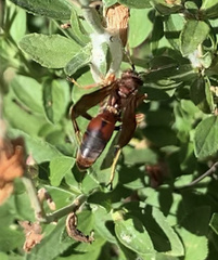Polistes rubiginosus