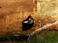 Nymphalidae