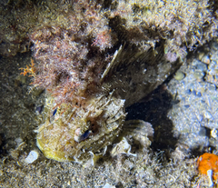 Scorpaena porcus