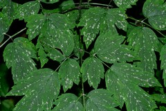 Erysiphe aquilegiae