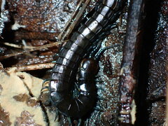 Cormocephalus esulcatus