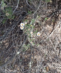 Dimorphotheca cuneata