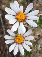 Dimorphotheca cuneata