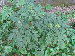 Erysiphe aquilegiae