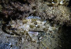 Scorpaena porcus