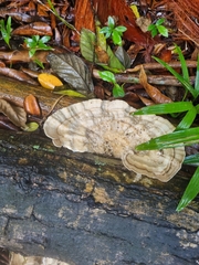 Trametes menziesii