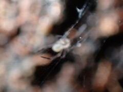 Progradungula otwayensis