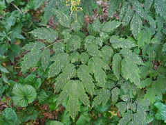 Erysiphe aquilegiae