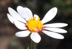 Dimorphotheca cuneata