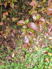 Vaccinium elliottii