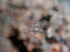 Progradungula otwayensis