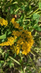 Solidago gigantea