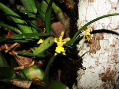 Orchidaceae